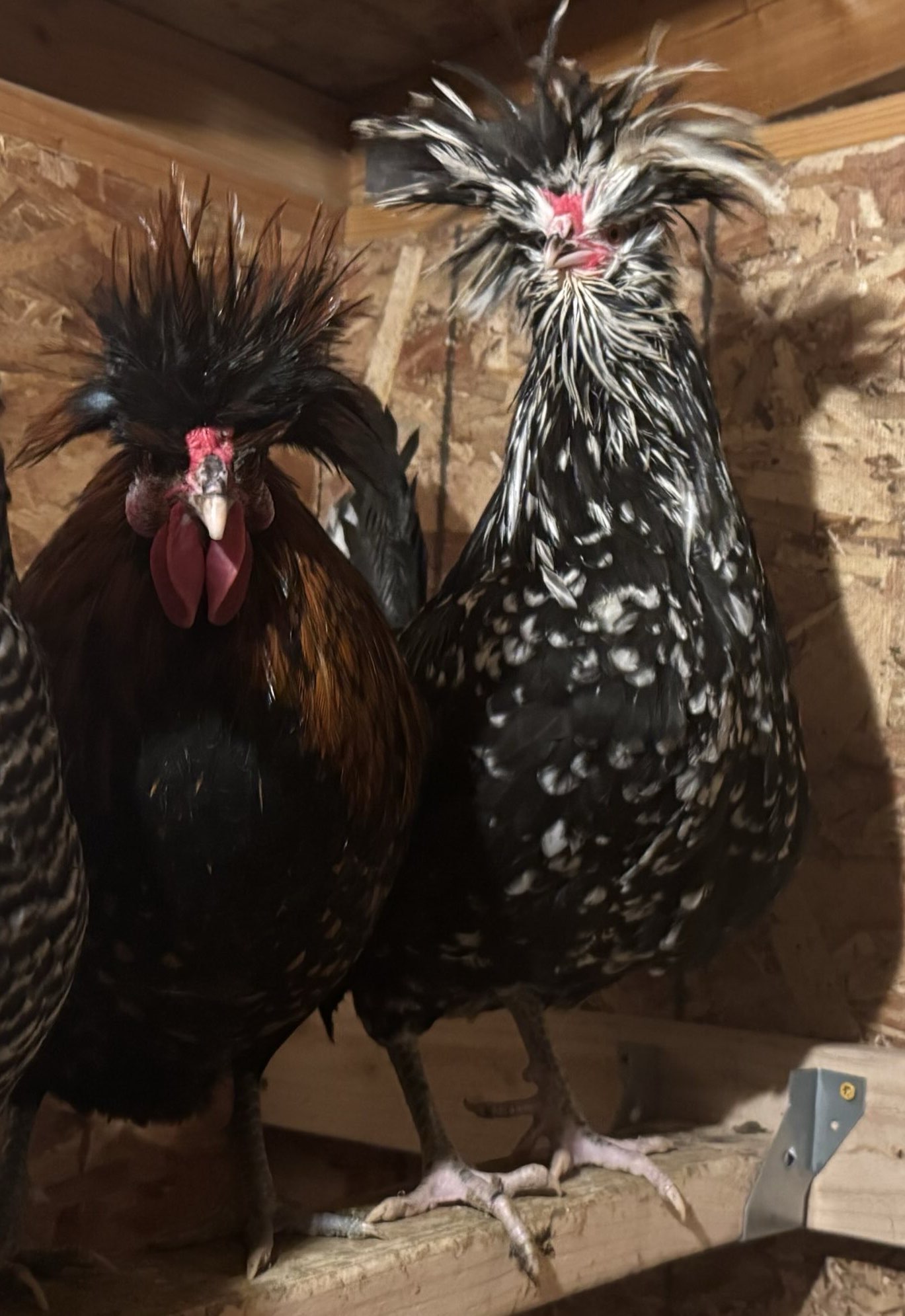 A pair of roosters...